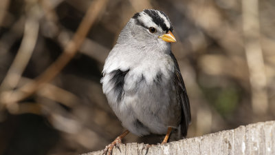 White-crowned Sparrow