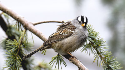 White-crowned Sparrow