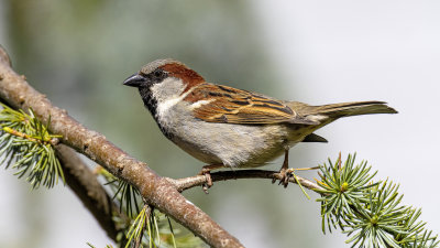 House Sparrow