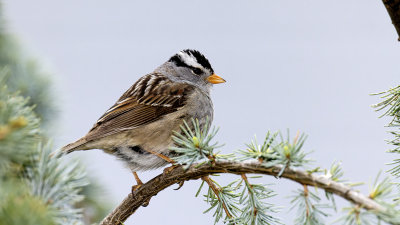 White-crowned Sparrow