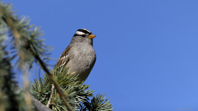 White-crowned Sparrow