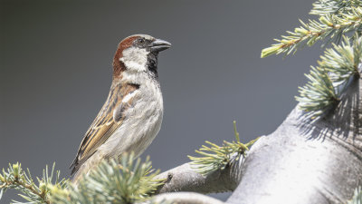 House Sparrow