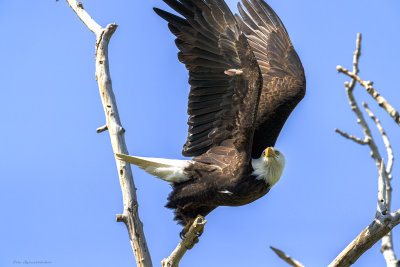 Bald Eagle