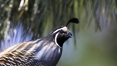California Quail