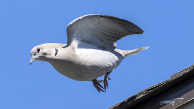 Collard Dove