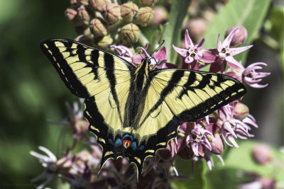 Western Tiger Swallowtail