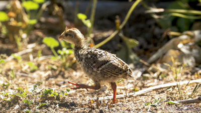 Quail chick