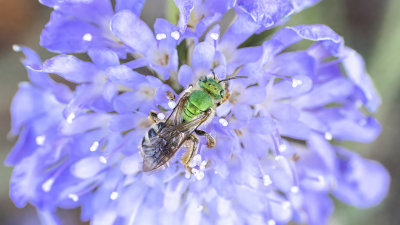 Agapostemon
