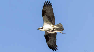 Osprey