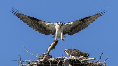 Osprey