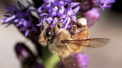 Honey Bee