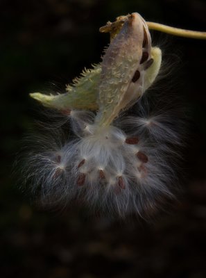 milkweed.jpg
