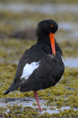 Pied Oystercatcher