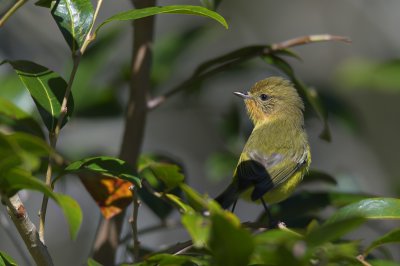 Yellow Thornbill