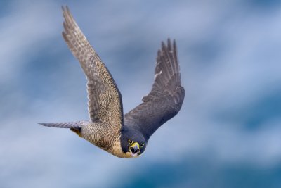 Peregrine Falcon-Season 2019