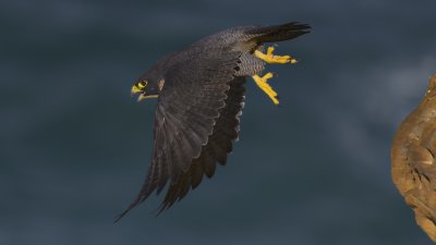 Peregrine Falcon