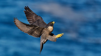 Peregrine Falcon 2021