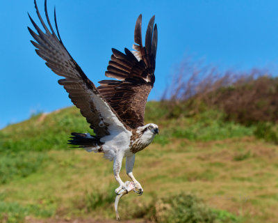 Eastern Osprey