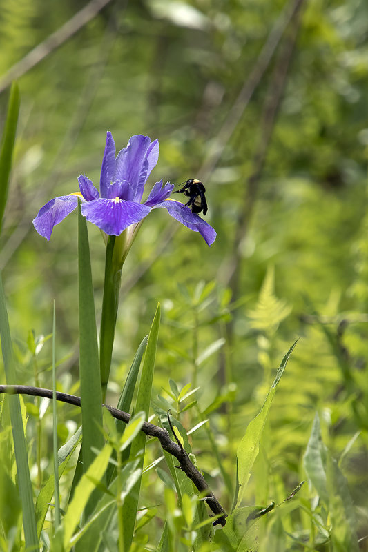 Spring morning in the wetlands