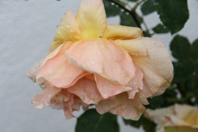 IMG_4810.jpg