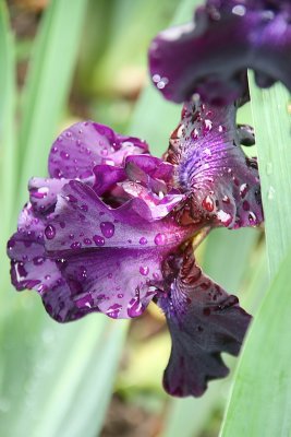 IMG_4929.jpg