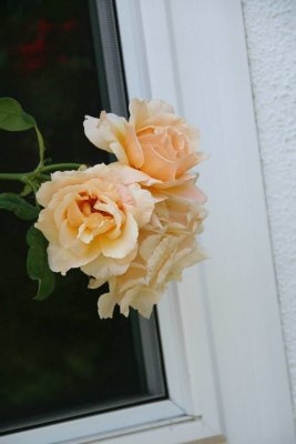 tea rose.jpg