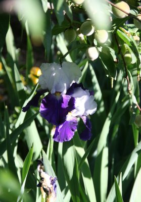Iris in the shadow