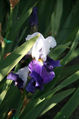 IMG_3923.jpg