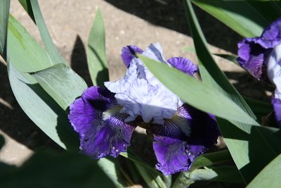 IMG_7969.jpg