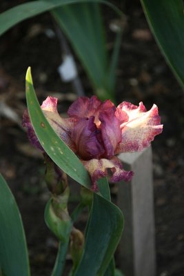 IMG_7830.jpg
