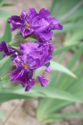 IMG_8651.jpg