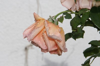 IMG_6176.jpg