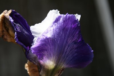 IMG_25040.jpg