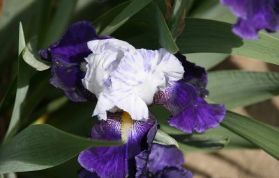 IMG_26380.jpg
