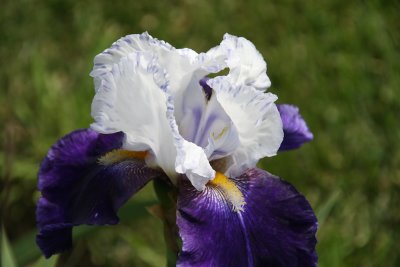 IMG_2656.jpg
