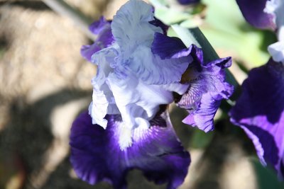 IMG_5627.jpg