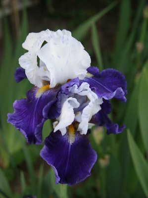 IMG_6946.jpg