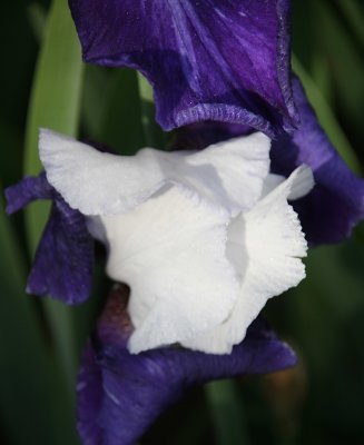 IMG_6962.jpg