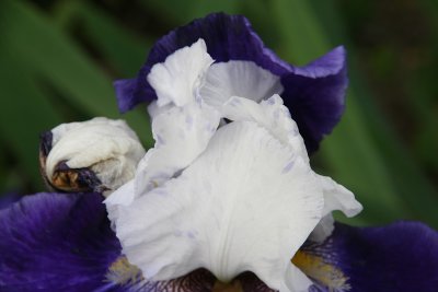 IMG_7435.jpg