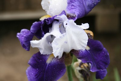 IMG_7179.jpg