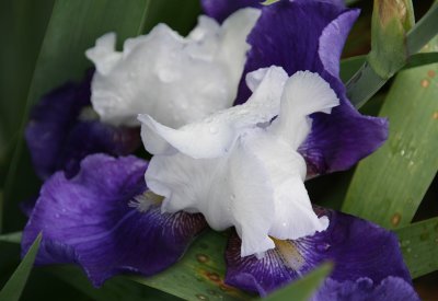 IMG_9920.jpg