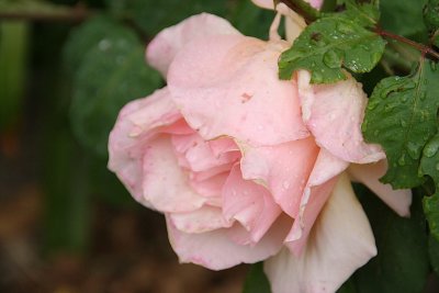 IMG_52220.jpg