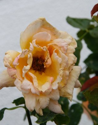 IMG_48430.jpg