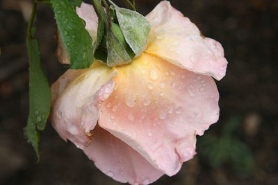 IMG_52690.jpg