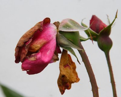 IMG_56240.jpg