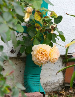 Sublimity of dying flower
