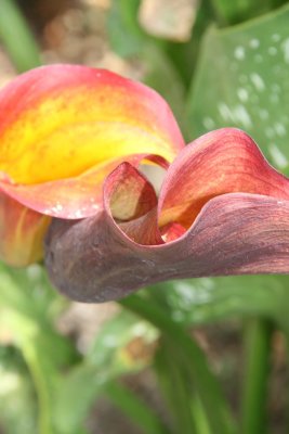 Flame Calla