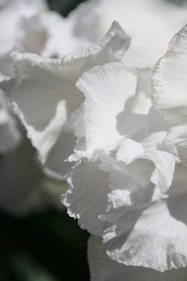 IMG_46370.jpg