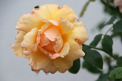 Country Garden SERIES I