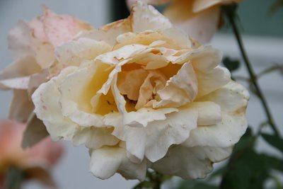 IMG_7713-cr.jpg